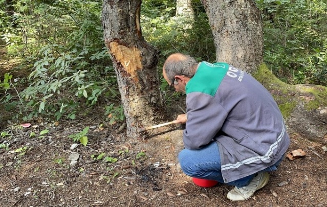 50 bin 'Terminatör' avcı böcek Karadeniz ormanlarını koruyacak 9