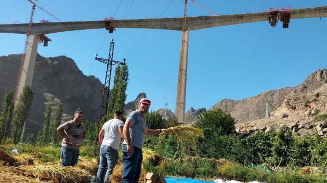 Sular altında kalacak Yusufeli’nde son hasat yapılıyor 2