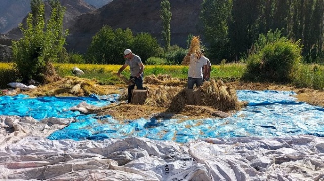 Sular altında kalacak Yusufeli’nde son hasat yapılıyor 4