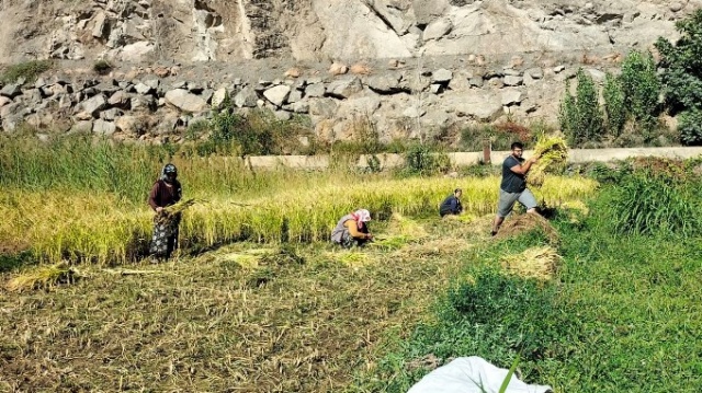 Sular altında kalacak Yusufeli’nde son hasat yapılıyor 6