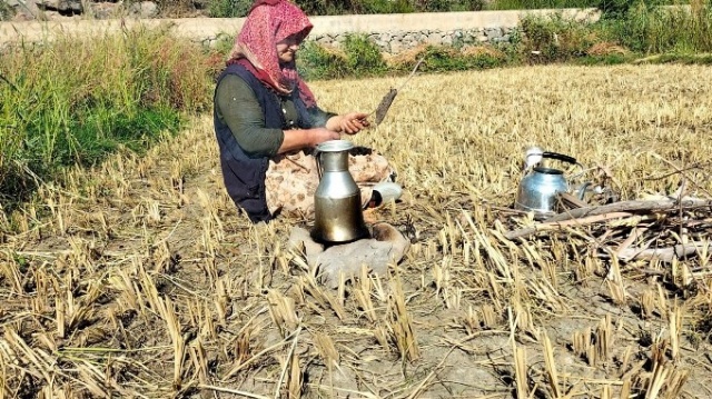 Sular altında kalacak Yusufeli’nde son hasat yapılıyor 5