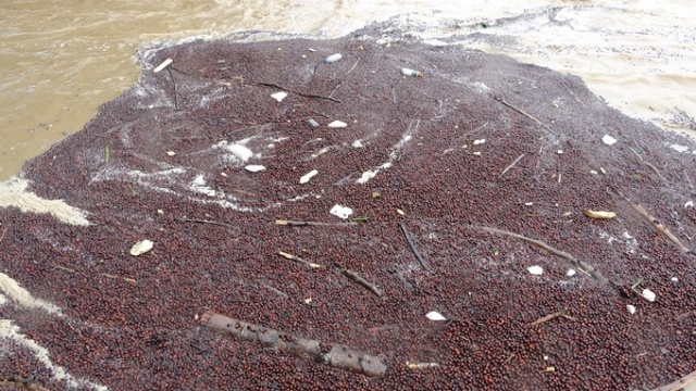 Karadeniz'de sağanak felaketi! Kurusun diye bırakılan fındıklar... 10