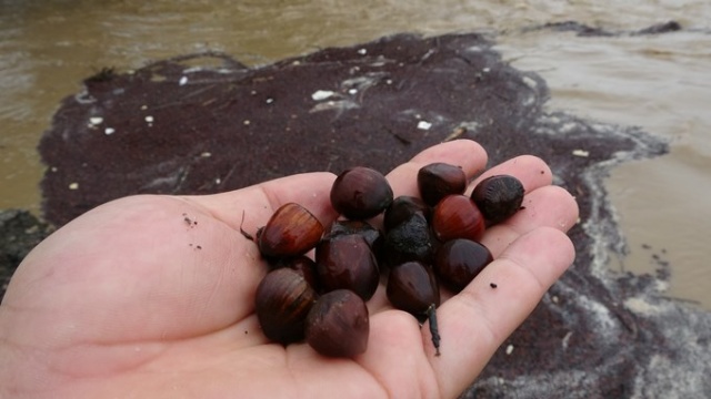 Karadeniz'de sağanak felaketi! Kurusun diye bırakılan fındıklar... 2