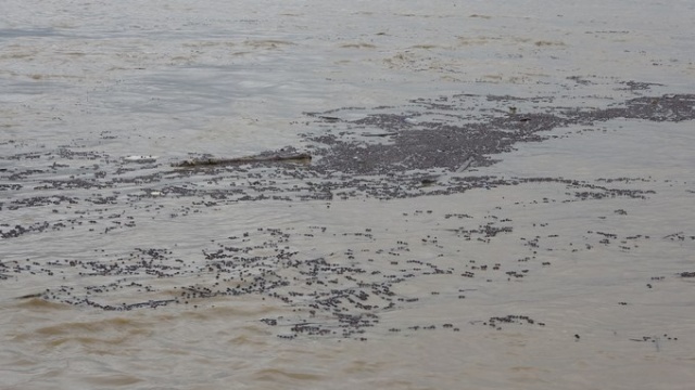 Karadeniz'de sağanak felaketi! Kurusun diye bırakılan fındıklar... 6