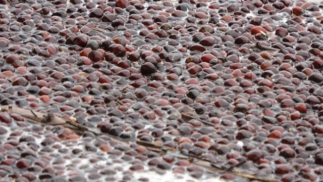 Karadeniz'de sağanak felaketi! Kurusun diye bırakılan fındıklar... 3