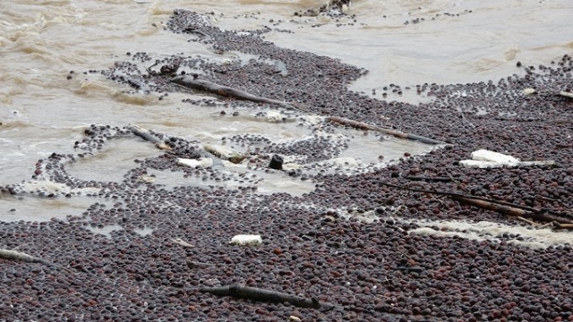 Karadeniz'de sağanak felaketi! Kurusun diye bırakılan fındıklar... 9