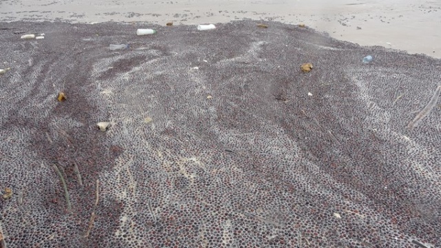 Karadeniz'de sağanak felaketi! Kurusun diye bırakılan fındıklar... 7