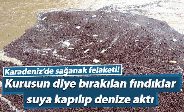 Karadeniz'de sağanak felaketi! Kurusun diye bırakılan fındıklar... 1
