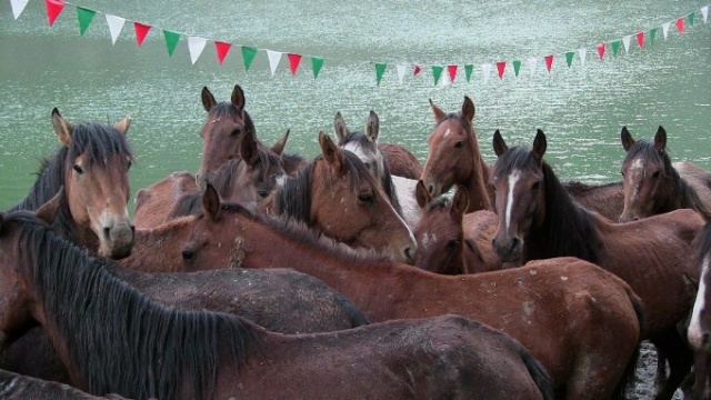 Tırda ölüme terk edilen atlara kapılarını açtı 6