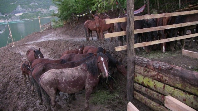 Tırda ölüme terk edilen atlara kapılarını açtı 7