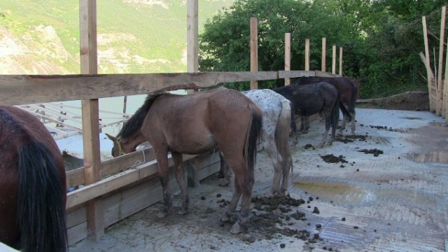 Tırda ölüme terk edilen atlara kapılarını açtı 3