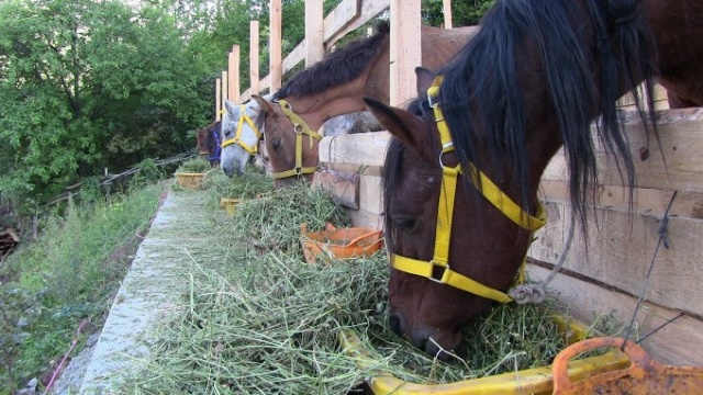 Tırda ölüme terk edilen atlara kapılarını açtı 4