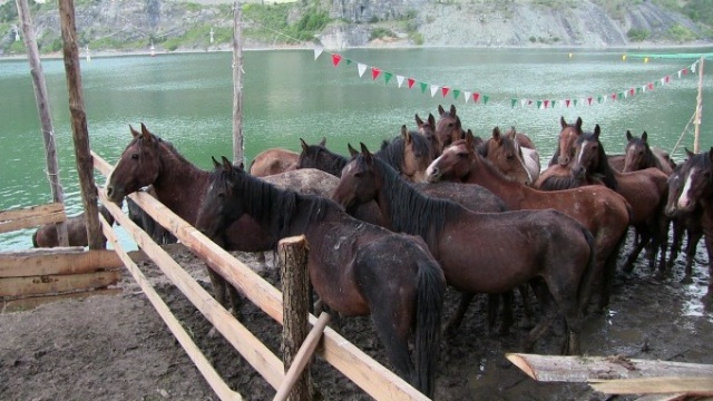 Tırda ölüme terk edilen atlara kapılarını açtı 8