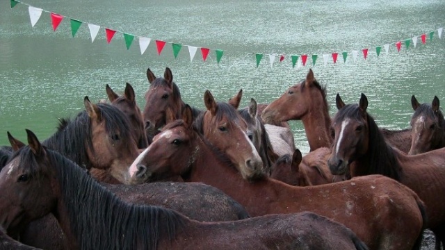 Tırda ölüme terk edilen atlara kapılarını açtı 9