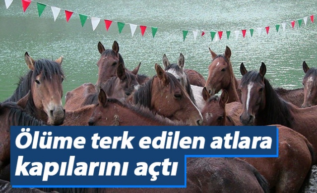 Tırda ölüme terk edilen atlara kapılarını açtı 1