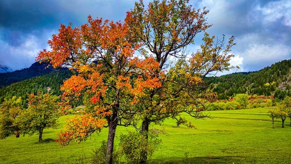 Sonbaharın gelişi ile sakin şehir Şavşat’ta renk cümbüşü başladı 13