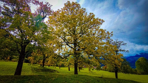 Sonbaharın gelişi ile sakin şehir Şavşat’ta renk cümbüşü başladı 11