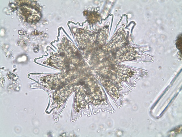 Karadeniz'de bilim insanları 41 alg türü keşfetti 12