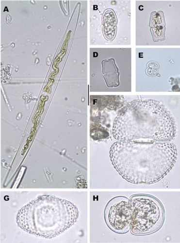 Karadeniz'de bilim insanları 41 alg türü keşfetti 14