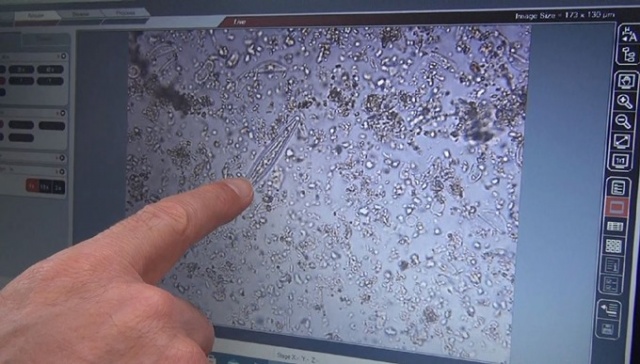 Karadeniz'de bilim insanları 41 alg türü keşfetti 16