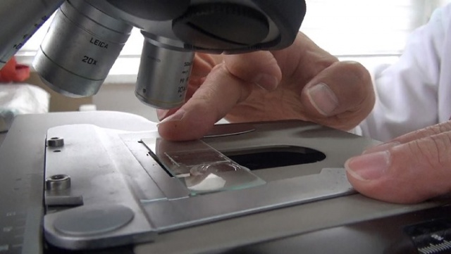 Karadeniz'de bilim insanları 41 alg türü keşfetti 6