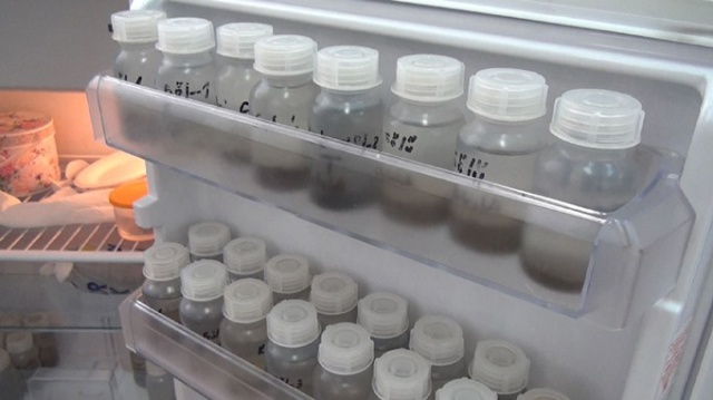 Karadeniz'de bilim insanları 41 alg türü keşfetti 2