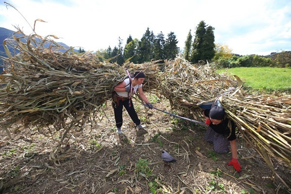 Doğu Karadeniz'in çalışkan kadınları "güz" telaşında 12