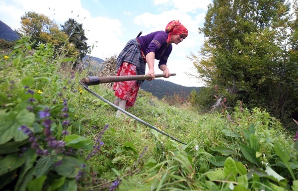 Doğu Karadeniz'in çalışkan kadınları "güz" telaşında 17