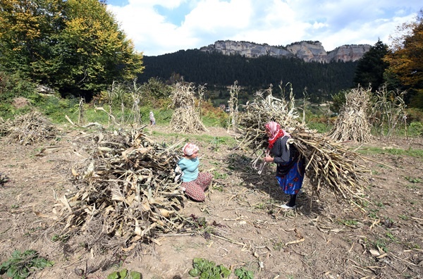 Doğu Karadeniz'in çalışkan kadınları "güz" telaşında 15