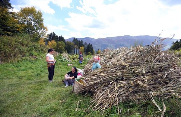 Doğu Karadeniz'in çalışkan kadınları "güz" telaşında 16