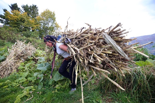 Doğu Karadeniz'in çalışkan kadınları "güz" telaşında 13