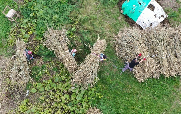 Doğu Karadeniz'in çalışkan kadınları "güz" telaşında 9