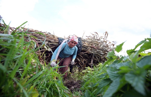 Doğu Karadeniz'in çalışkan kadınları "güz" telaşında 1
