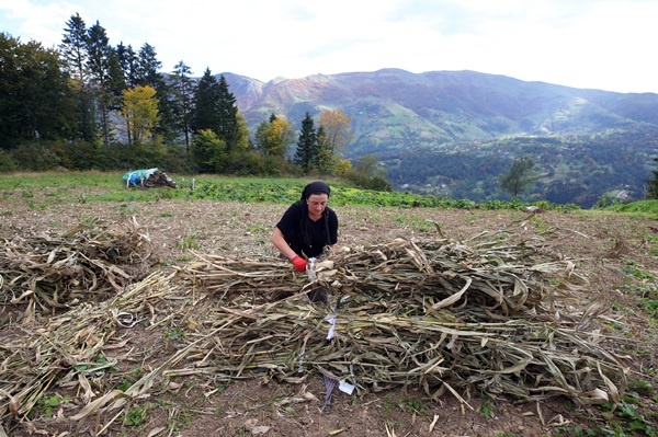 Doğu Karadeniz'in çalışkan kadınları "güz" telaşında 4