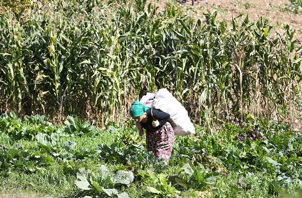 Doğu Karadeniz'in çalışkan kadınları "güz" telaşında 11