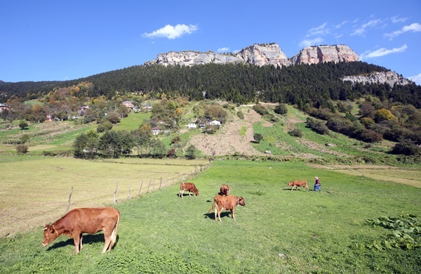 Doğu Karadeniz'in çalışkan kadınları "güz" telaşında 2