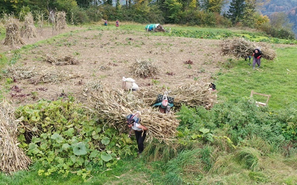 Doğu Karadeniz'in çalışkan kadınları "güz" telaşında 8