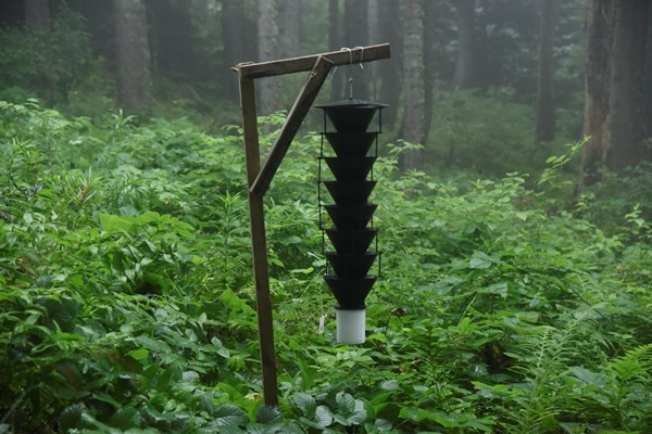 Artvin'de Milli Parkta 700 hektarlık alan istila altında 5