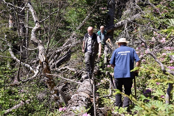Artvin'de Milli Parkta 700 hektarlık alan istila altında 13