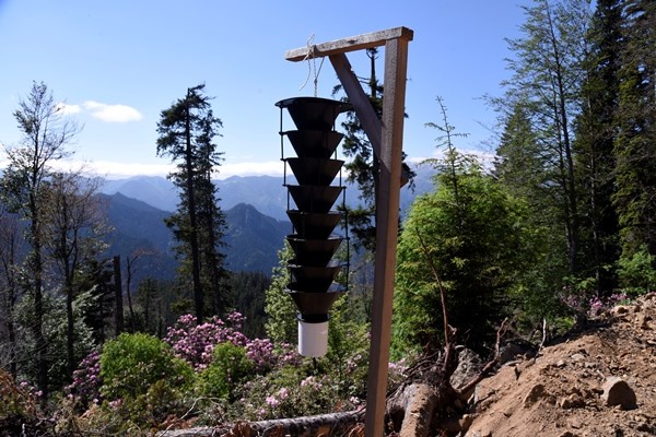 Artvin'de Milli Parkta 700 hektarlık alan istila altında 6