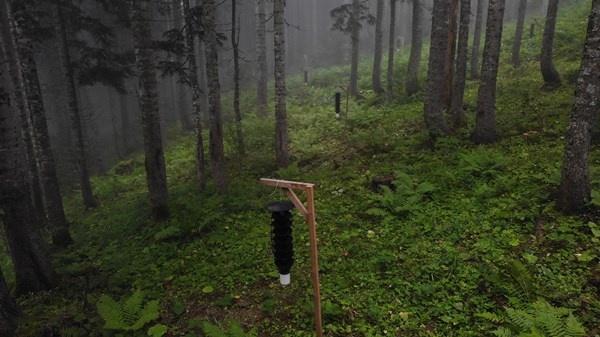 Artvin'de Milli Parkta 700 hektarlık alan istila altında 3