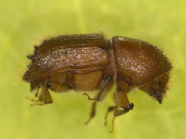 Artvin'de Milli Parkta 700 hektarlık alan istila altında 2