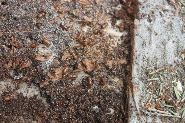 Artvin'de Milli Parkta 700 hektarlık alan istila altında 7