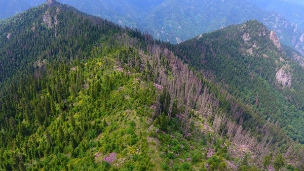Artvin'de Milli Parkta 700 hektarlık alan istila altında 4