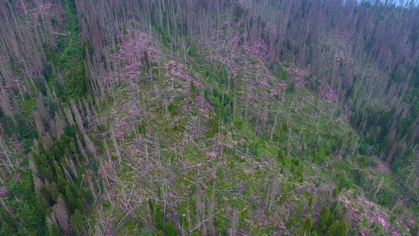 Artvin'de Milli Parkta 700 hektarlık alan istila altında 15