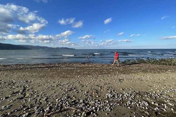 Karadeniz kıyısından topladığı ağaç parçalarını sanat eserine dönüştürüyor 8