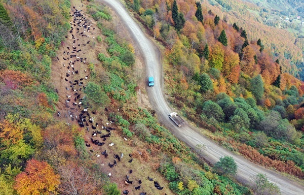 Trabzon'un 1600 rakımlı Hıdırnebi Yaylası'nda güz zamanı 13