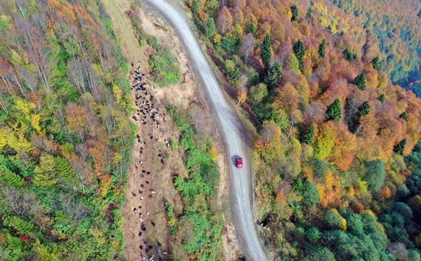 Trabzon'un 1600 rakımlı Hıdırnebi Yaylası'nda güz zamanı 15