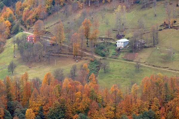Trabzon'un 1600 rakımlı Hıdırnebi Yaylası'nda güz zamanı 6