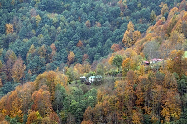 Trabzon'un 1600 rakımlı Hıdırnebi Yaylası'nda güz zamanı 12